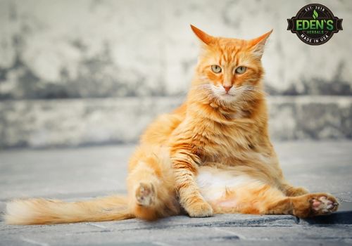 big orange cat sitting like a person up right
